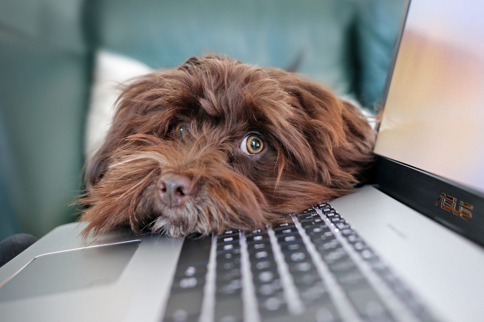 Ein Hund legt den Kopf auf die Tastatur eines Laptops